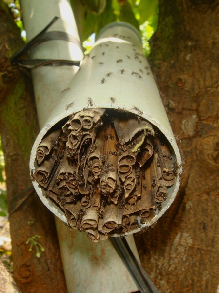 Fourmi plantation cacao