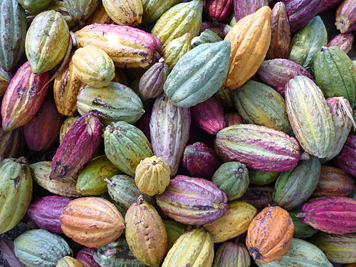 500px assortiment de cabosse madagascar oct 09