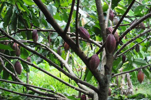Cacao 1186s