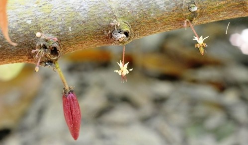 Fleurscabosses