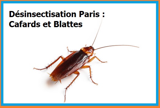 désinsectisation Paris 
Cafards et Blattes
