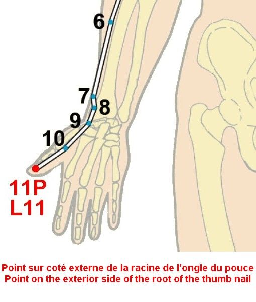 01 poumon lung 11