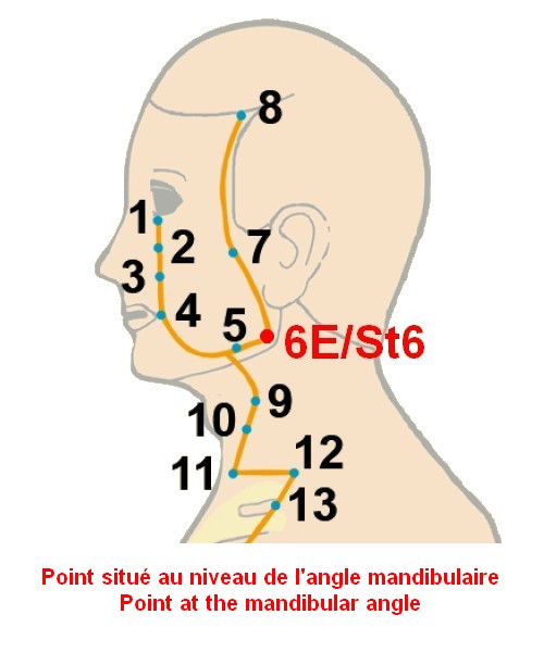 03 estomac stomach 6