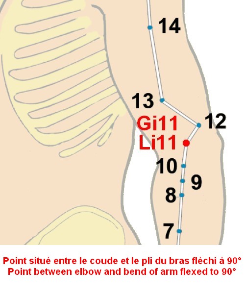 02 gros intestin large intestine 11