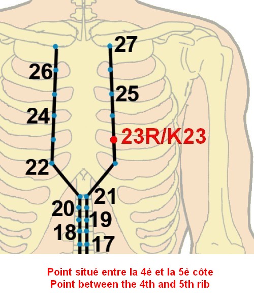 08 rein kidney 23