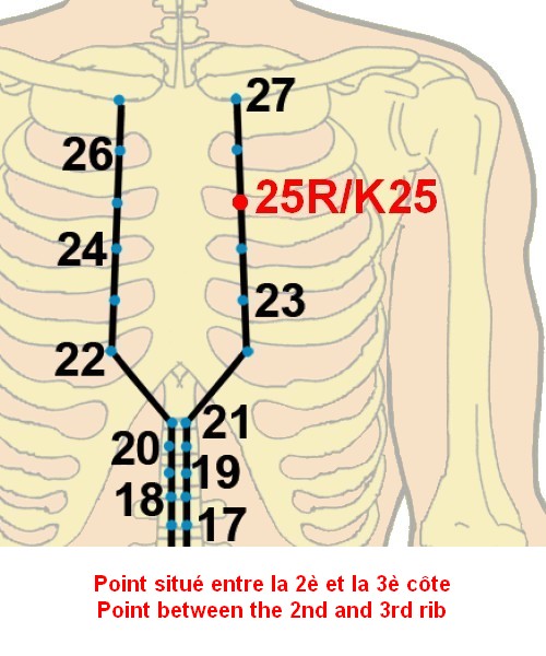 08 rein kidney 25