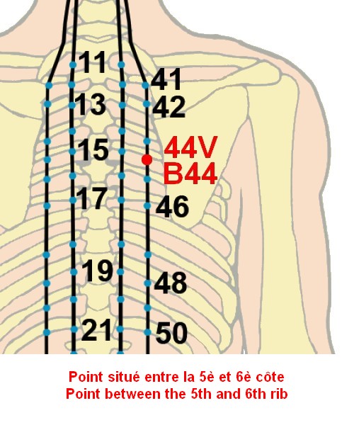 07 vessie urinary bladder 44
