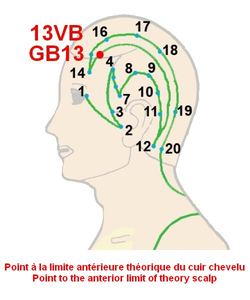 11 vesicule biliaire gall bladder 13