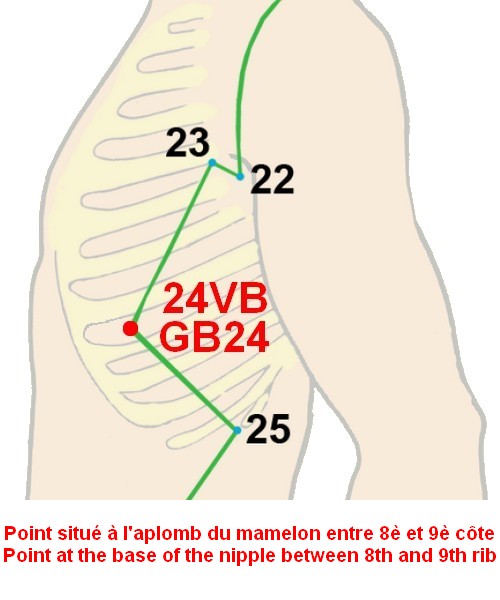 11 vesicule biliaire gall bladder 24