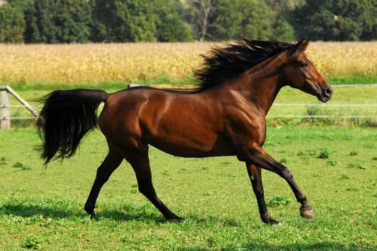 1312918 Cheval arabe