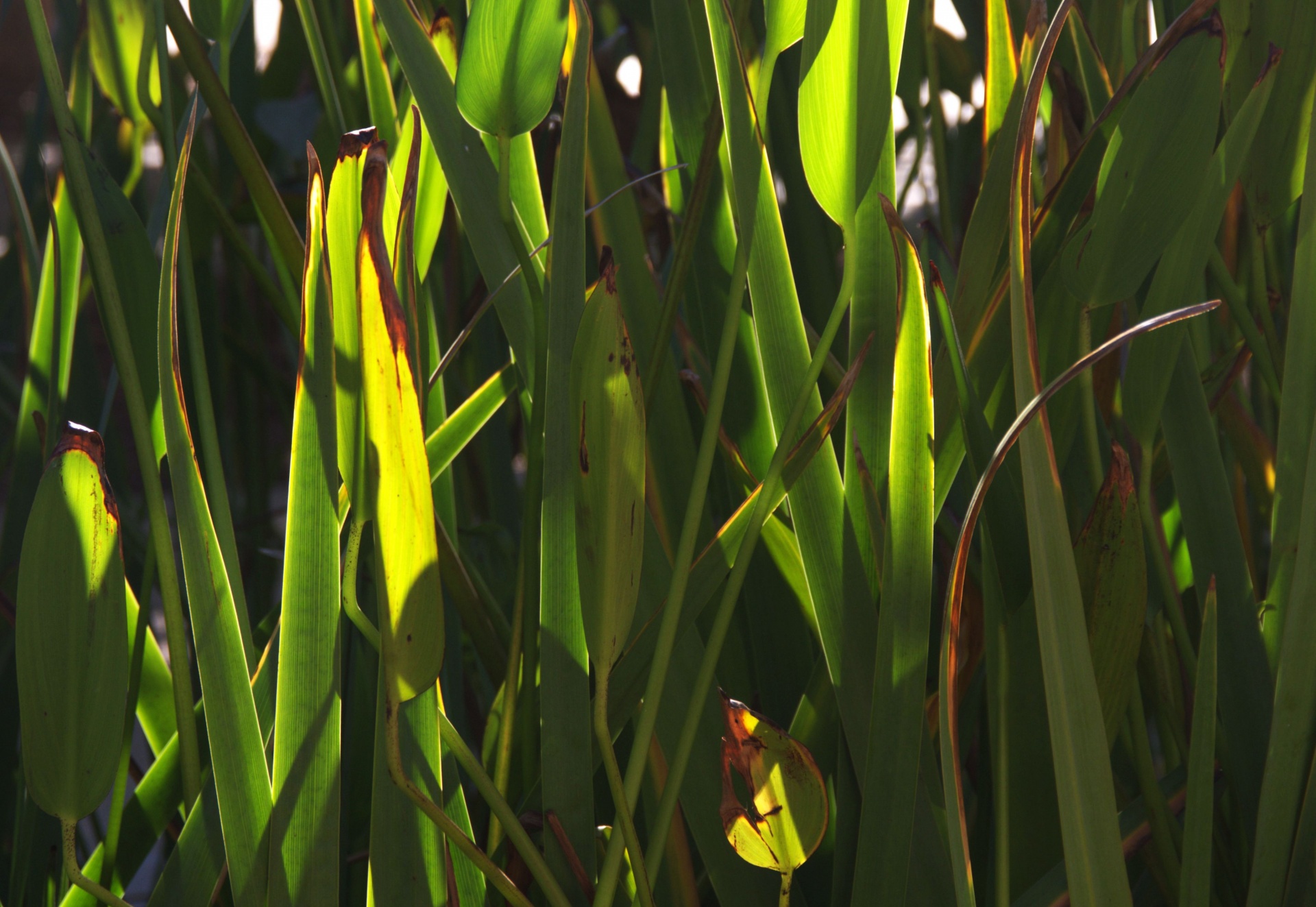 Closeup of green reeds