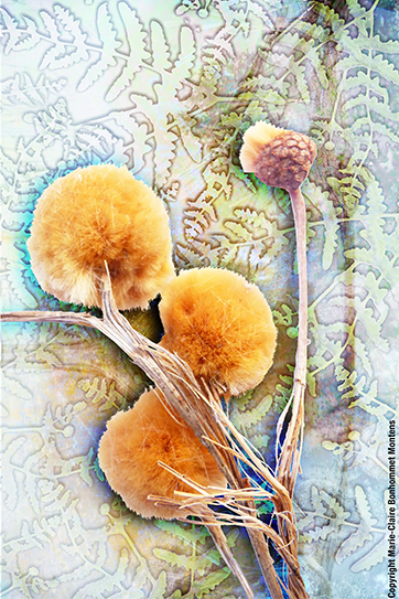 Hibernatus