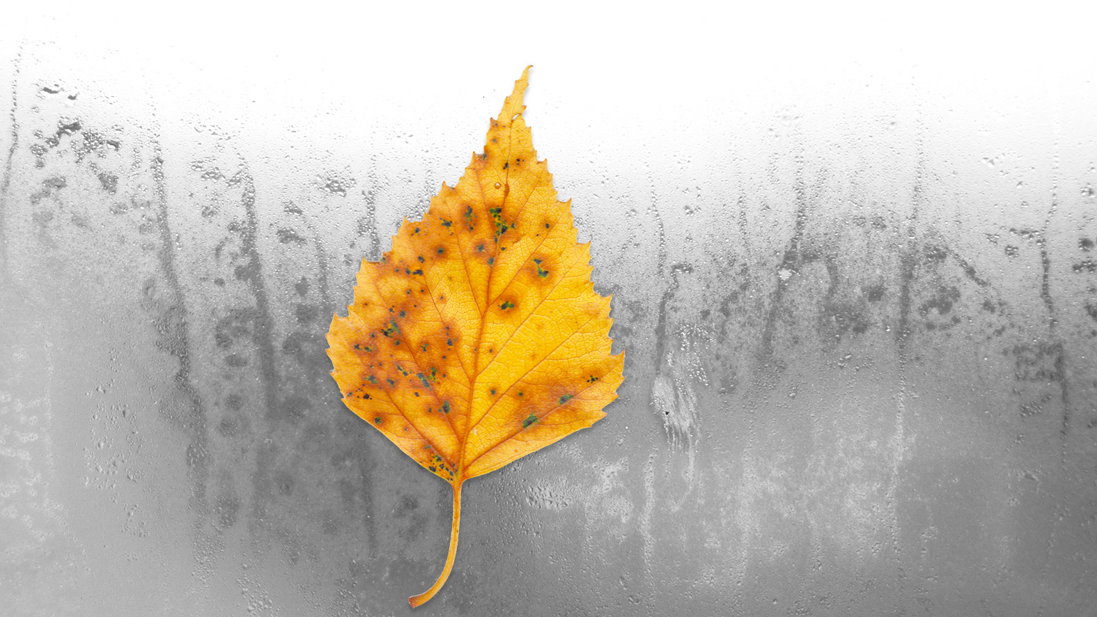 Feuille jaune sur fond bue e