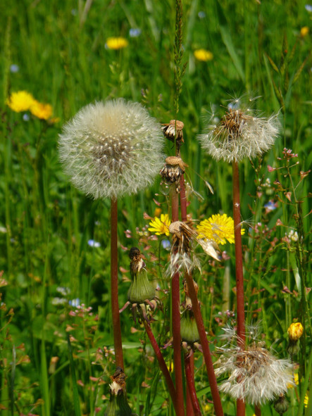 Fleurs