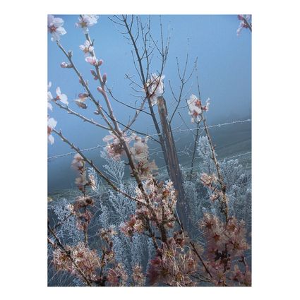 03 photomontage spring