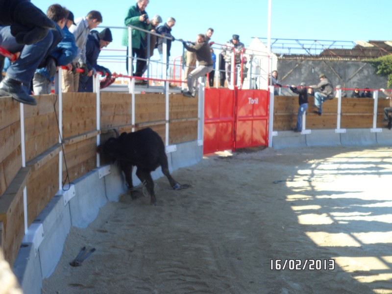 Cazo 16 