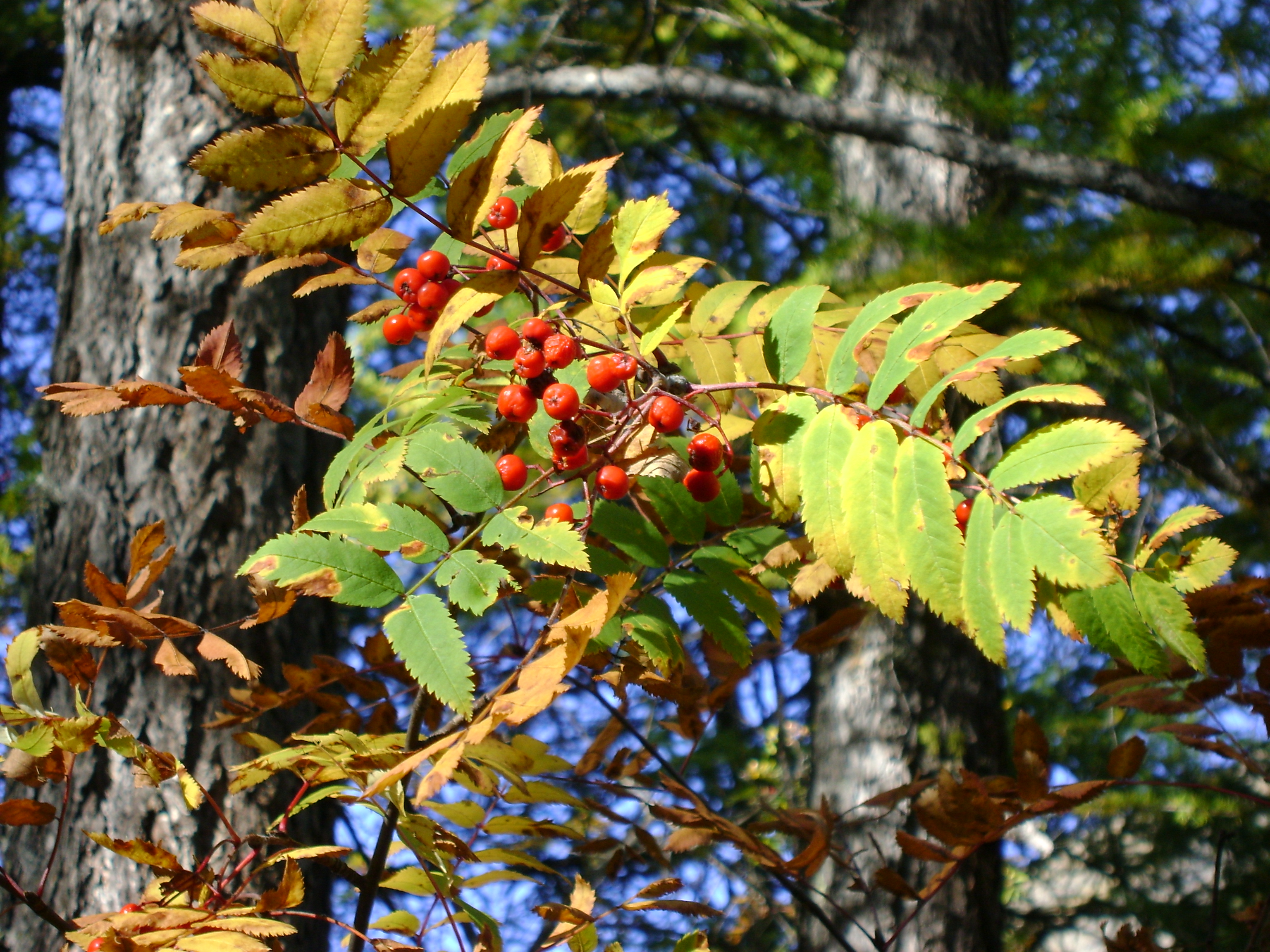 Automne
