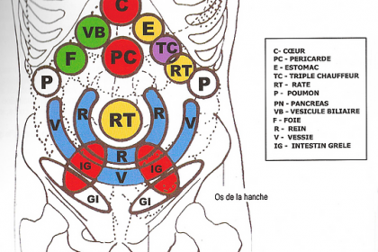 zones réflexes des organes sur le ventre