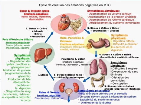 Chaque organe a des fonctions chimiques, rôles dans l'organisme, et capte certaines émotions, ressentis plus que d'autres.
Etant tous interdépendants ! Ils s'entraident mais se polluent aussi parfois !