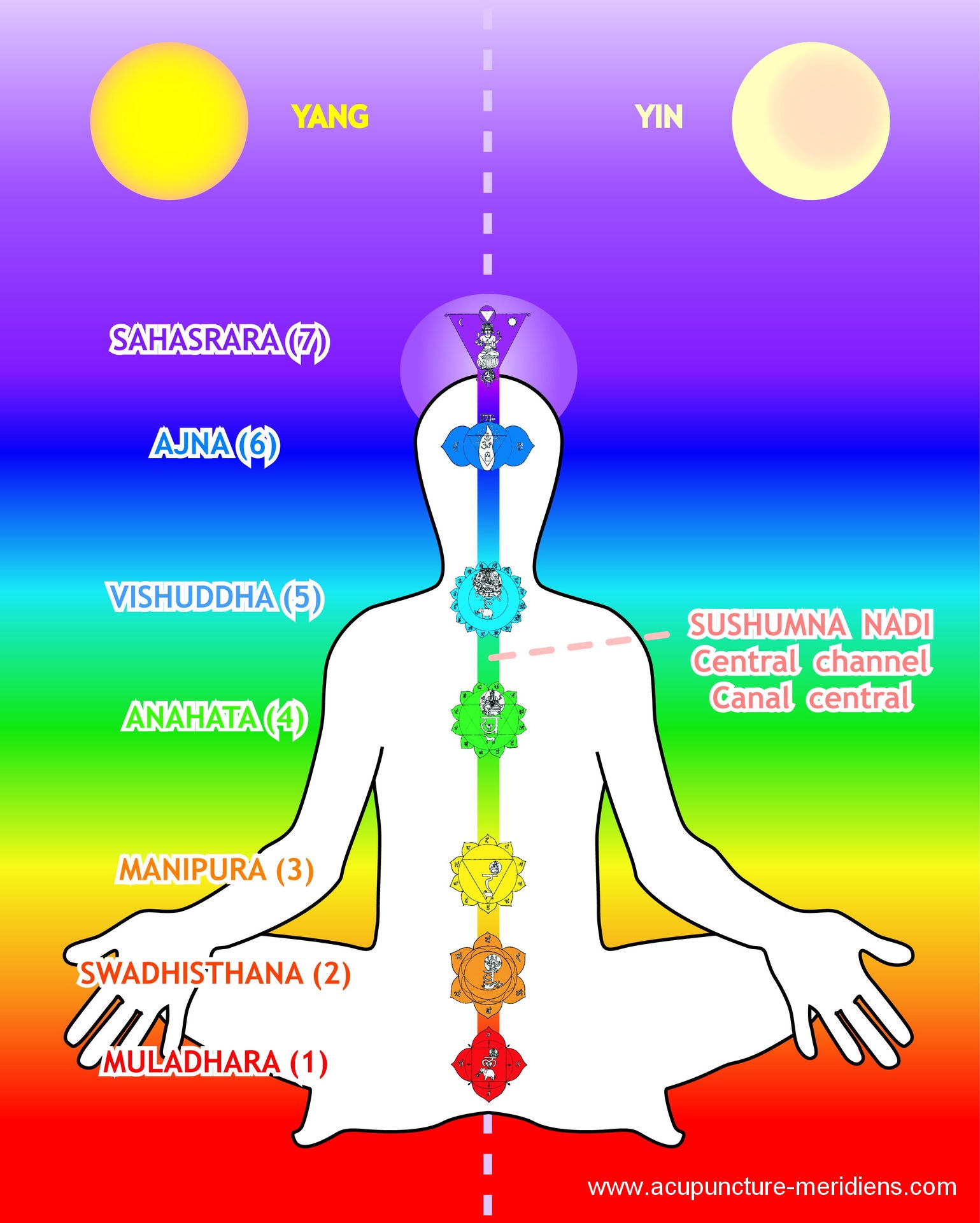 Chakras sushumna nadi