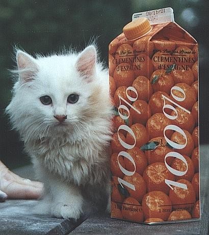 Chatbouteille