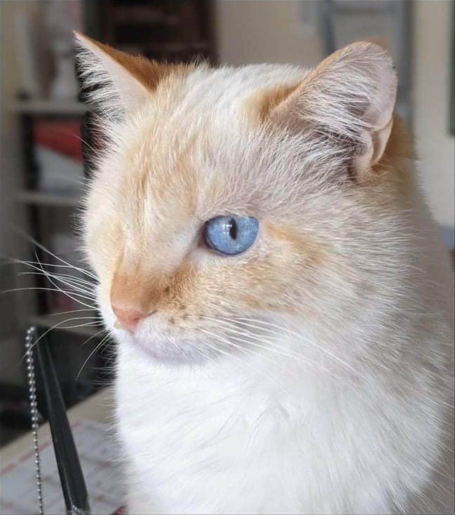 Oceane-Chats-pour-l-encart-l-adoption-