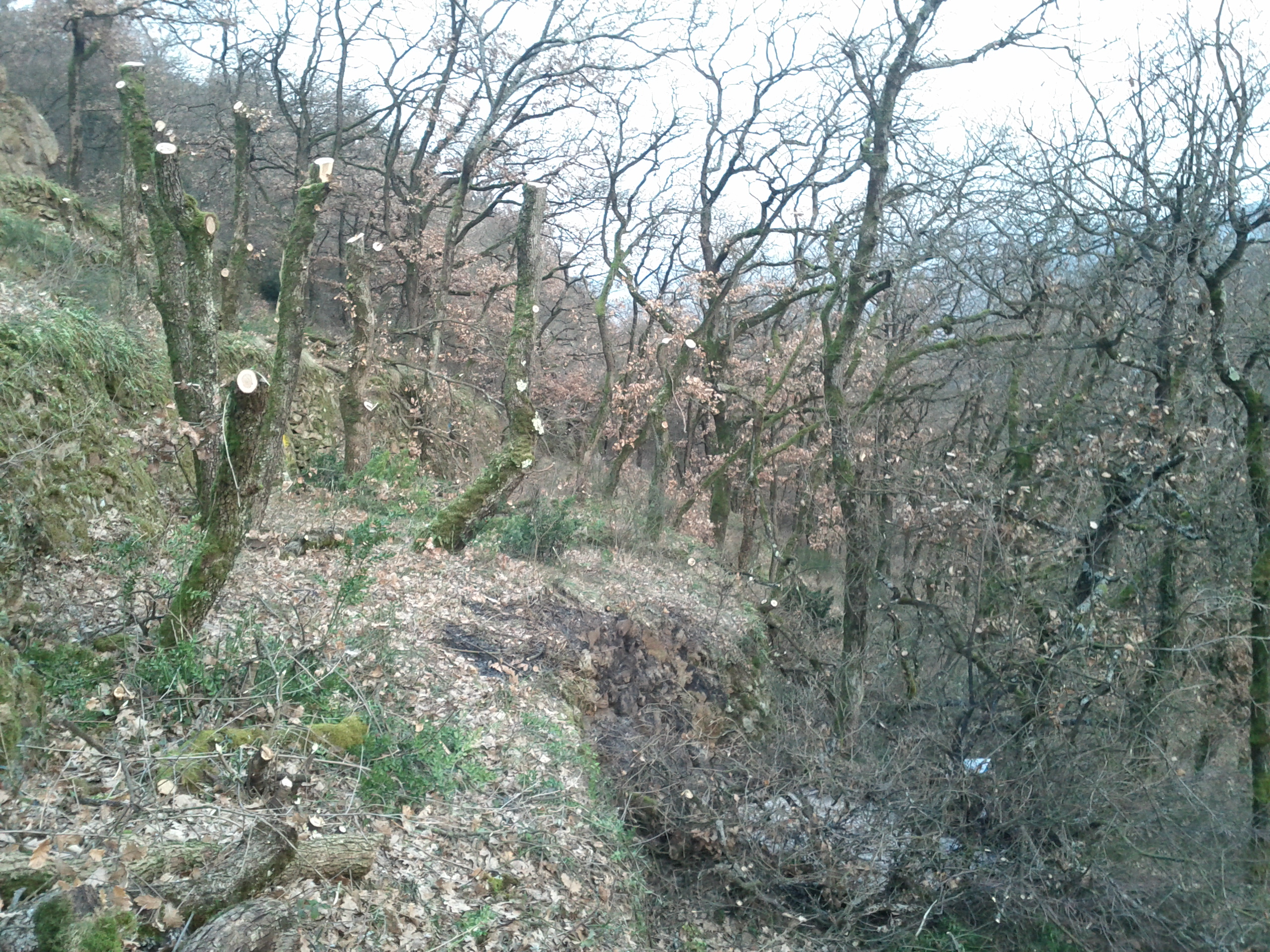 Cote rotie moulin 2