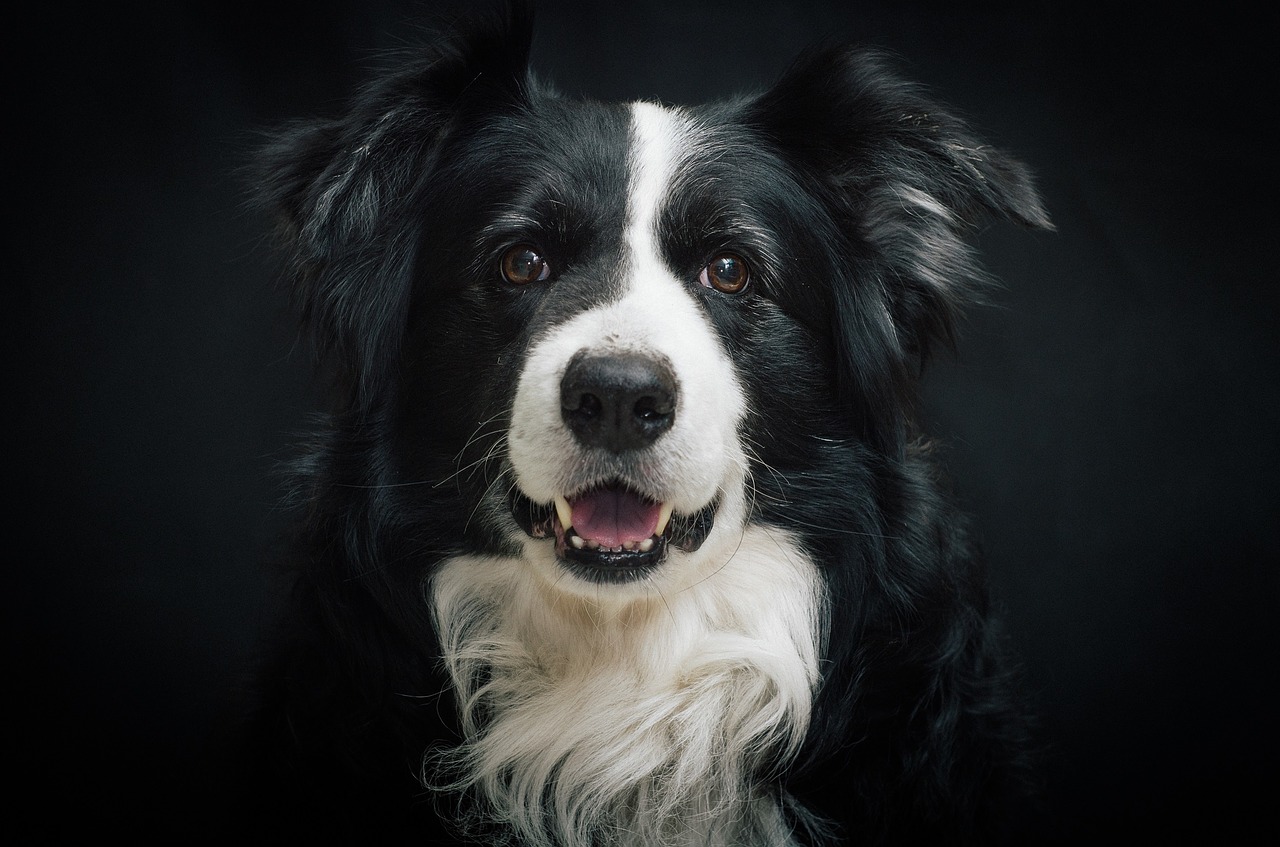 Border collie 987947 1280