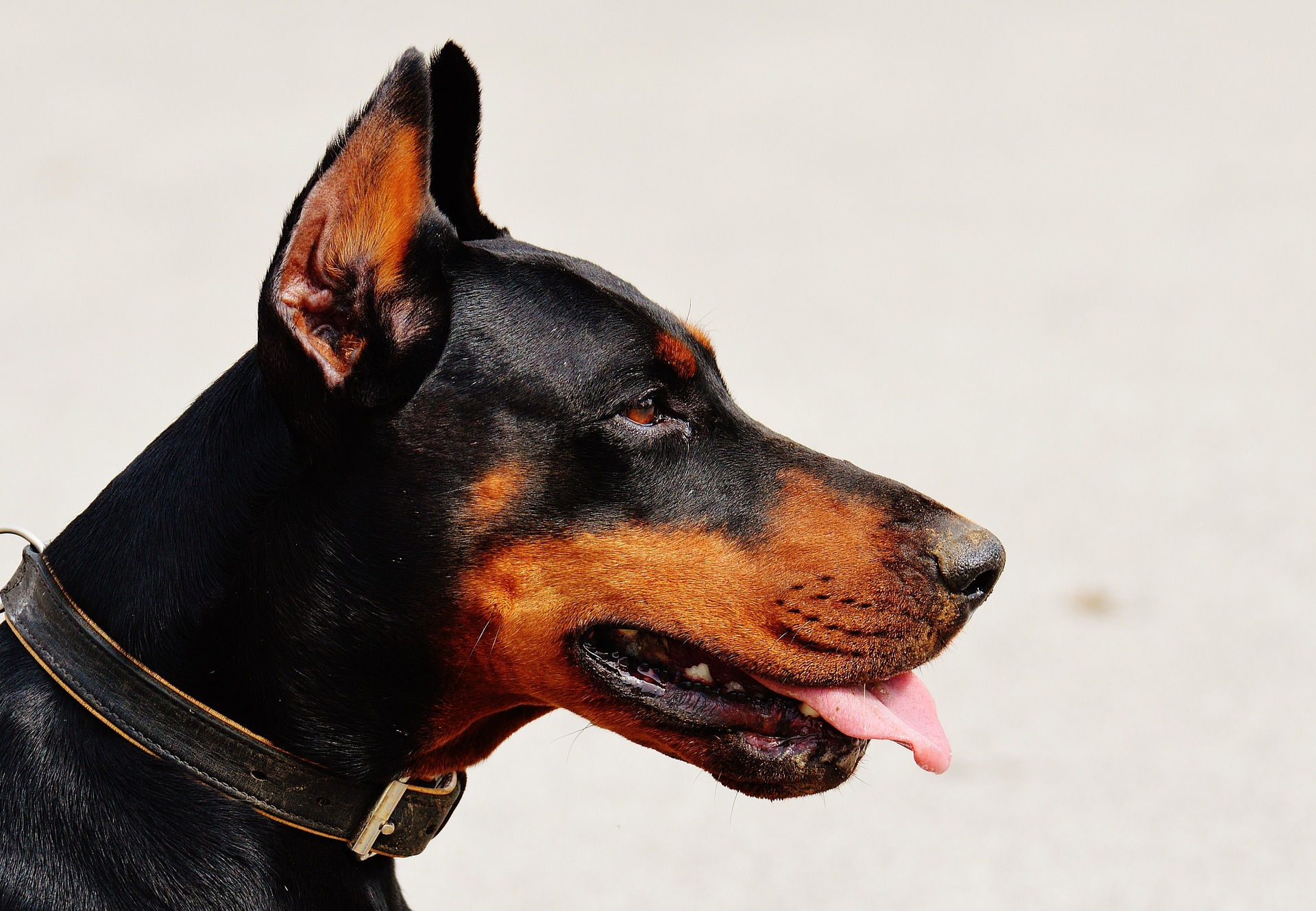 Doberman 1334497 1920