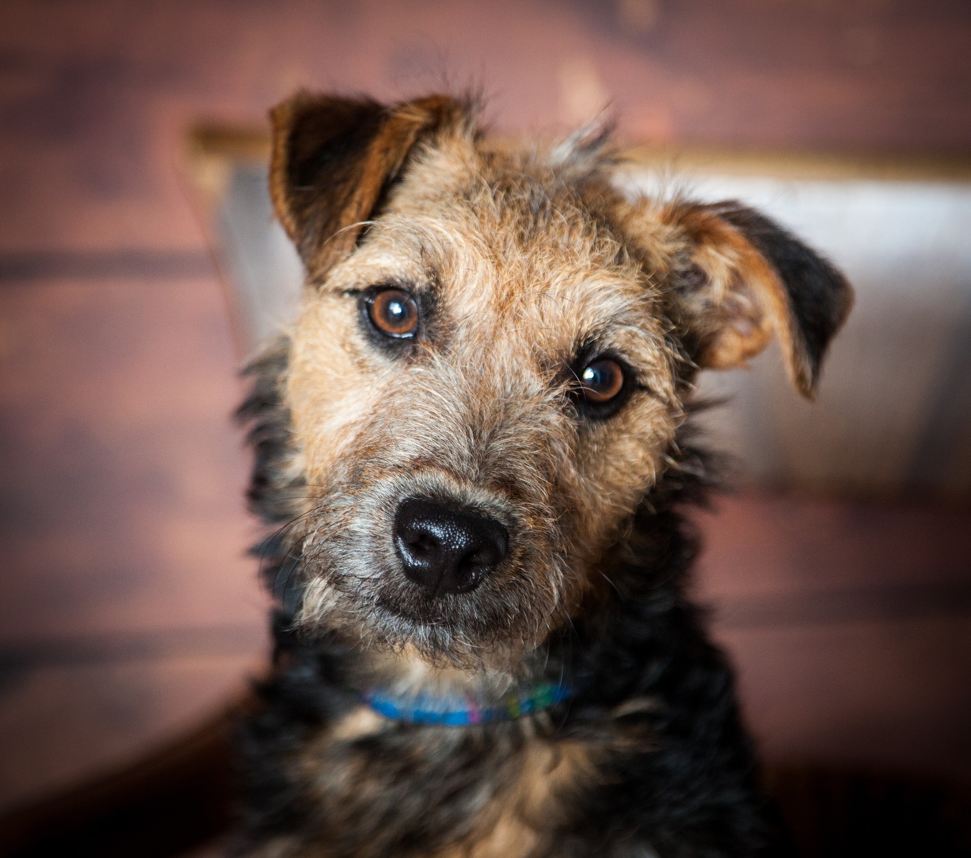 Lakeland terrier 908687 1920