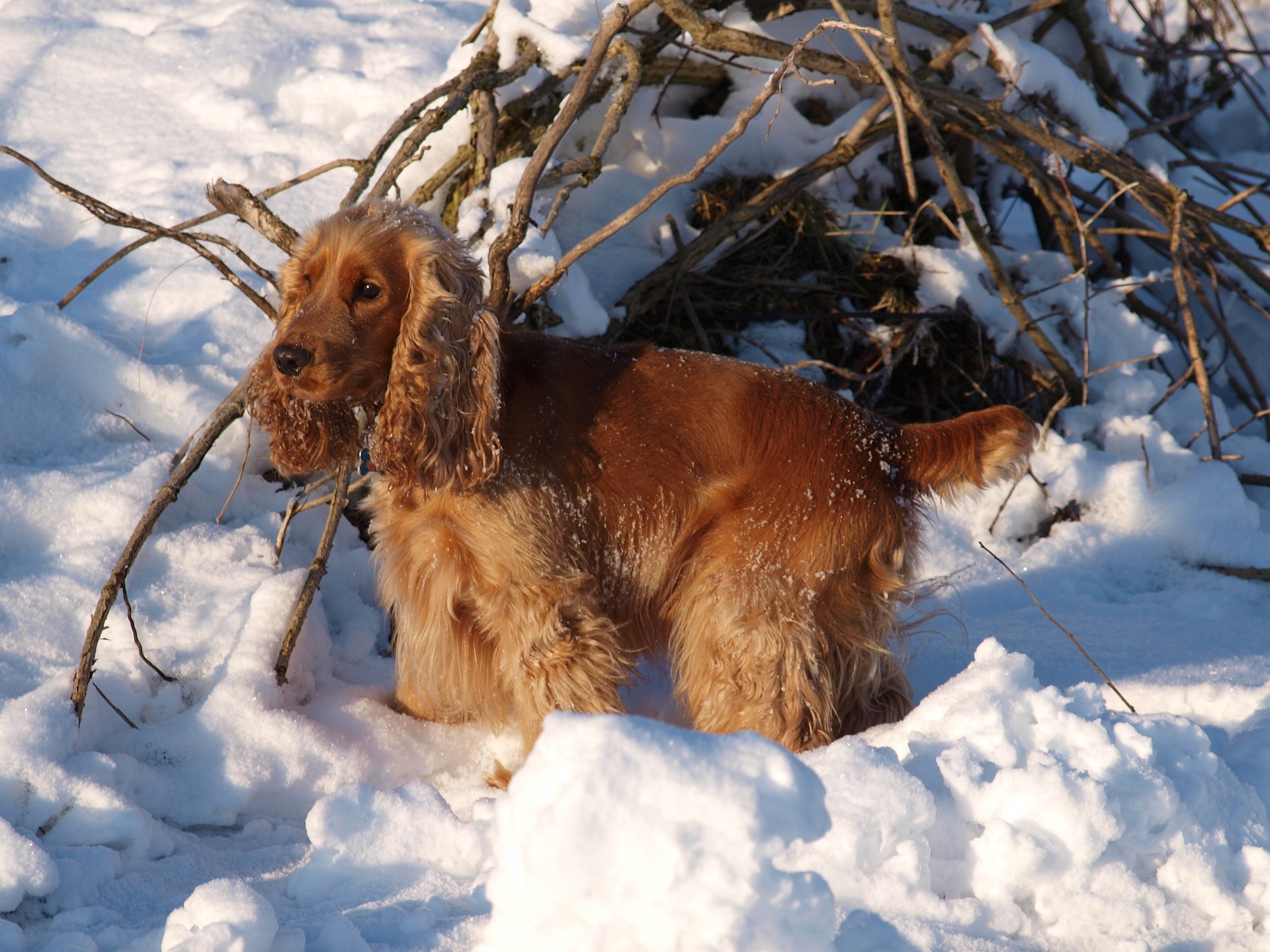 Spaniel 833235 1920