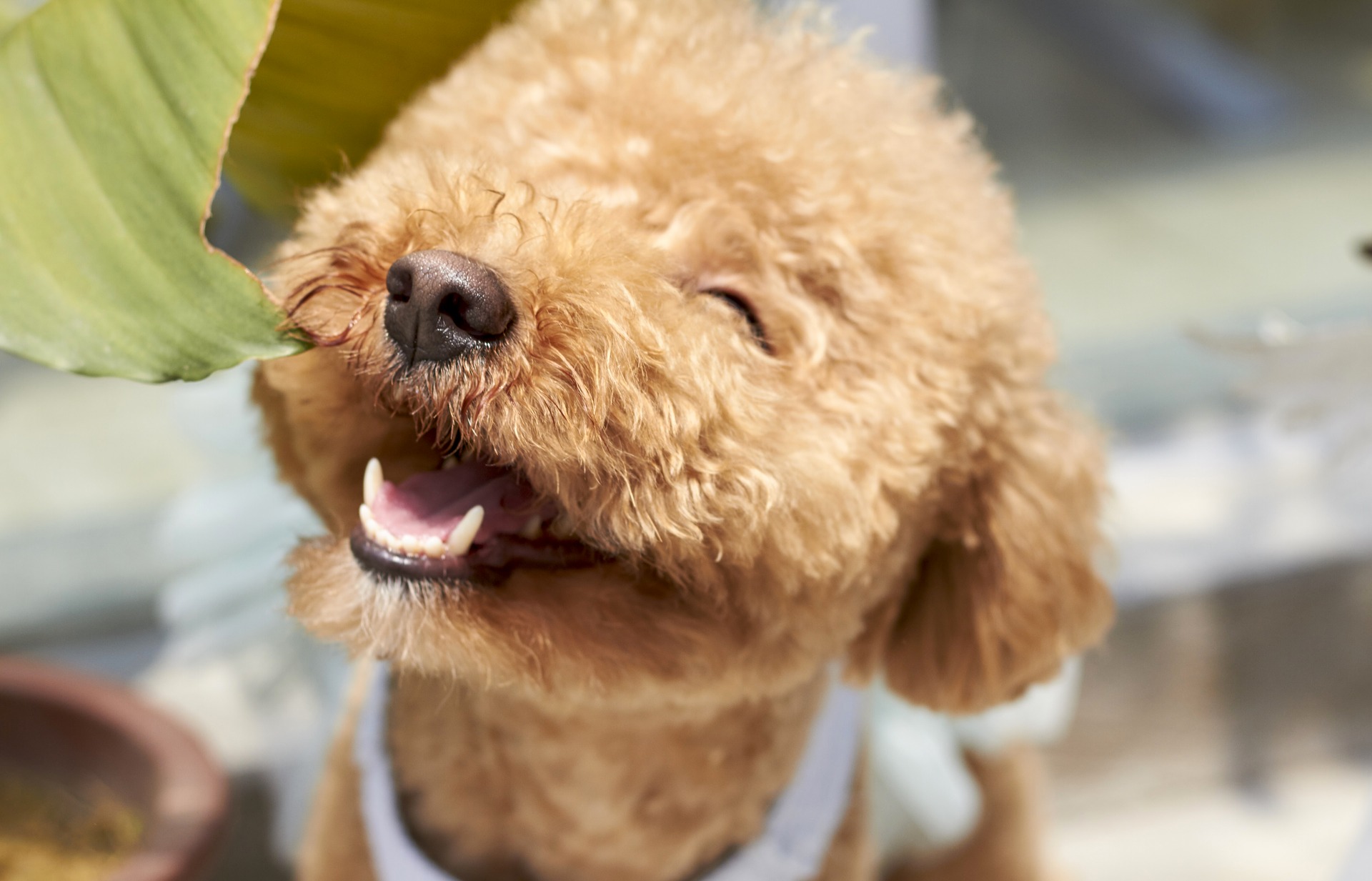 Dog 1558962 1920