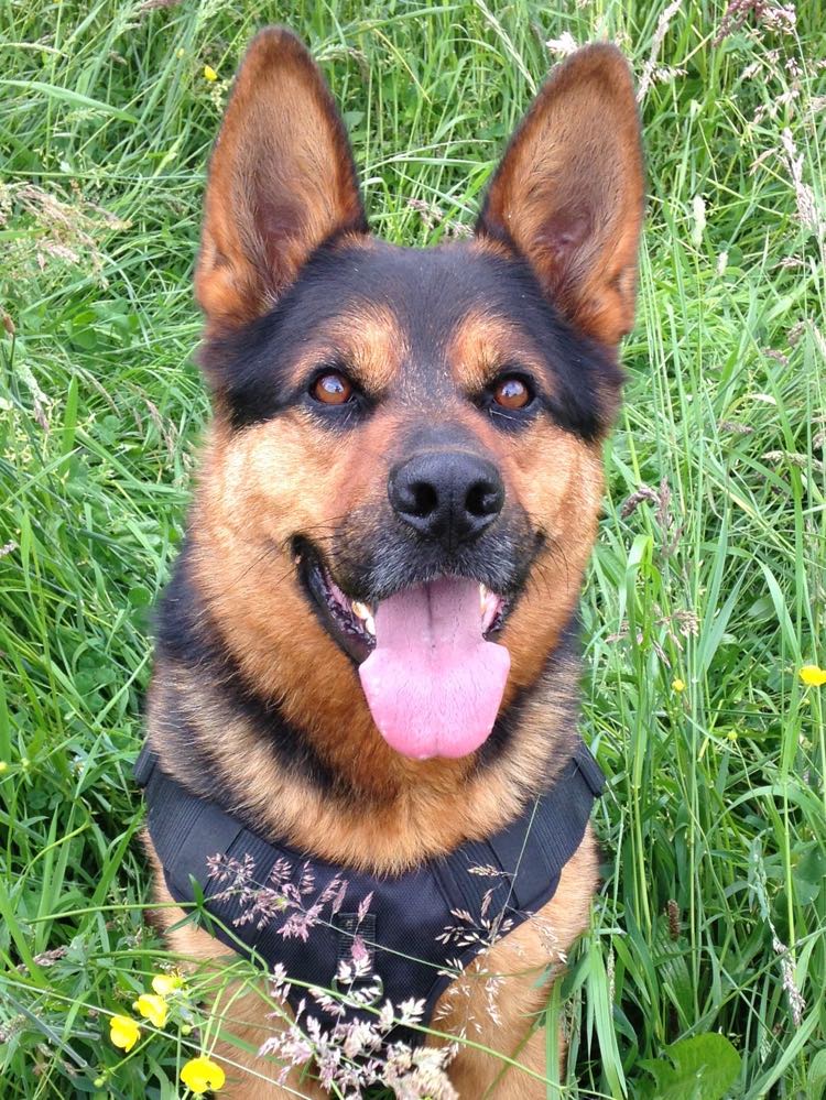 Joe-Chiens-pour-encart-l-adoption