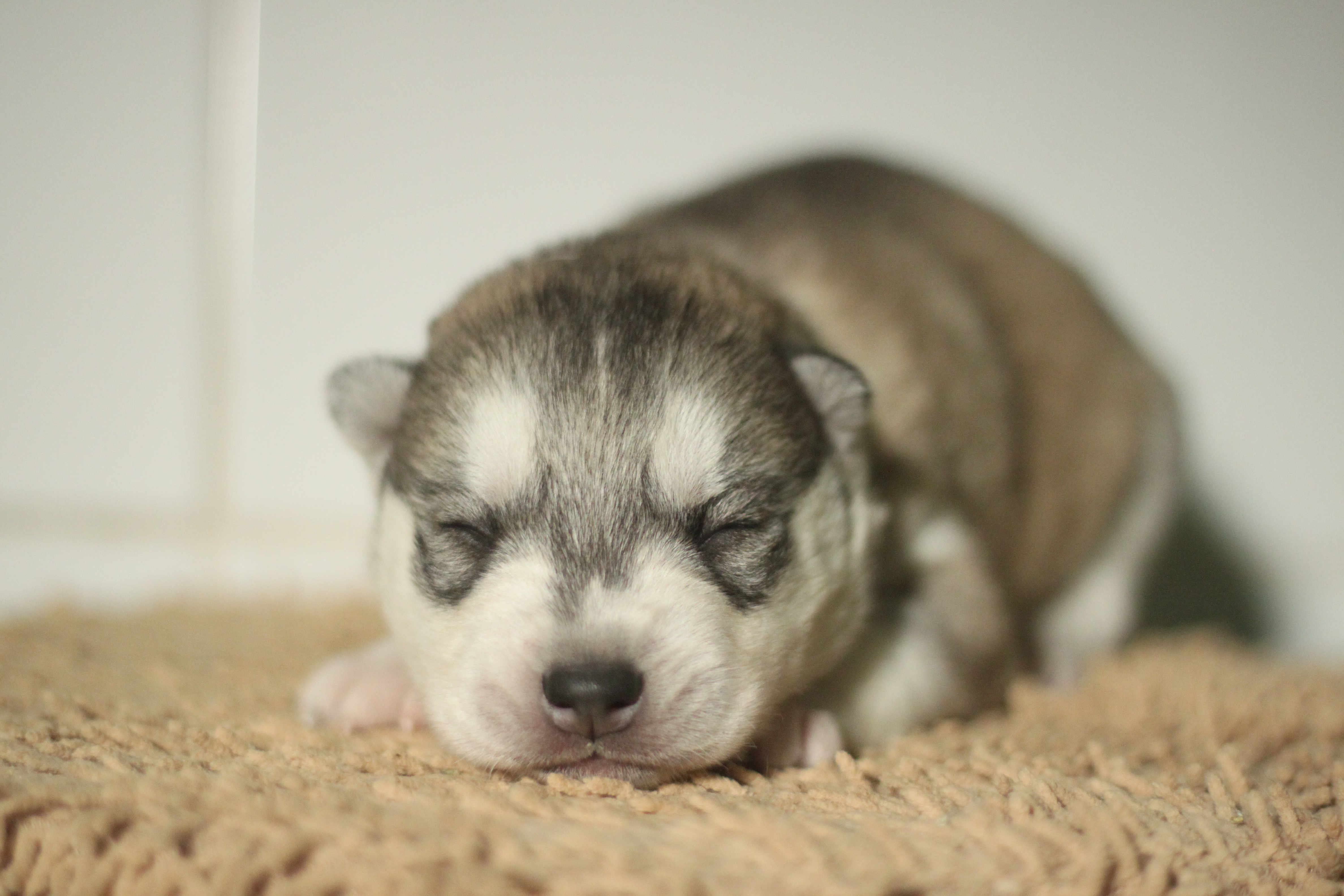 Naissance du 18 janvier 2026