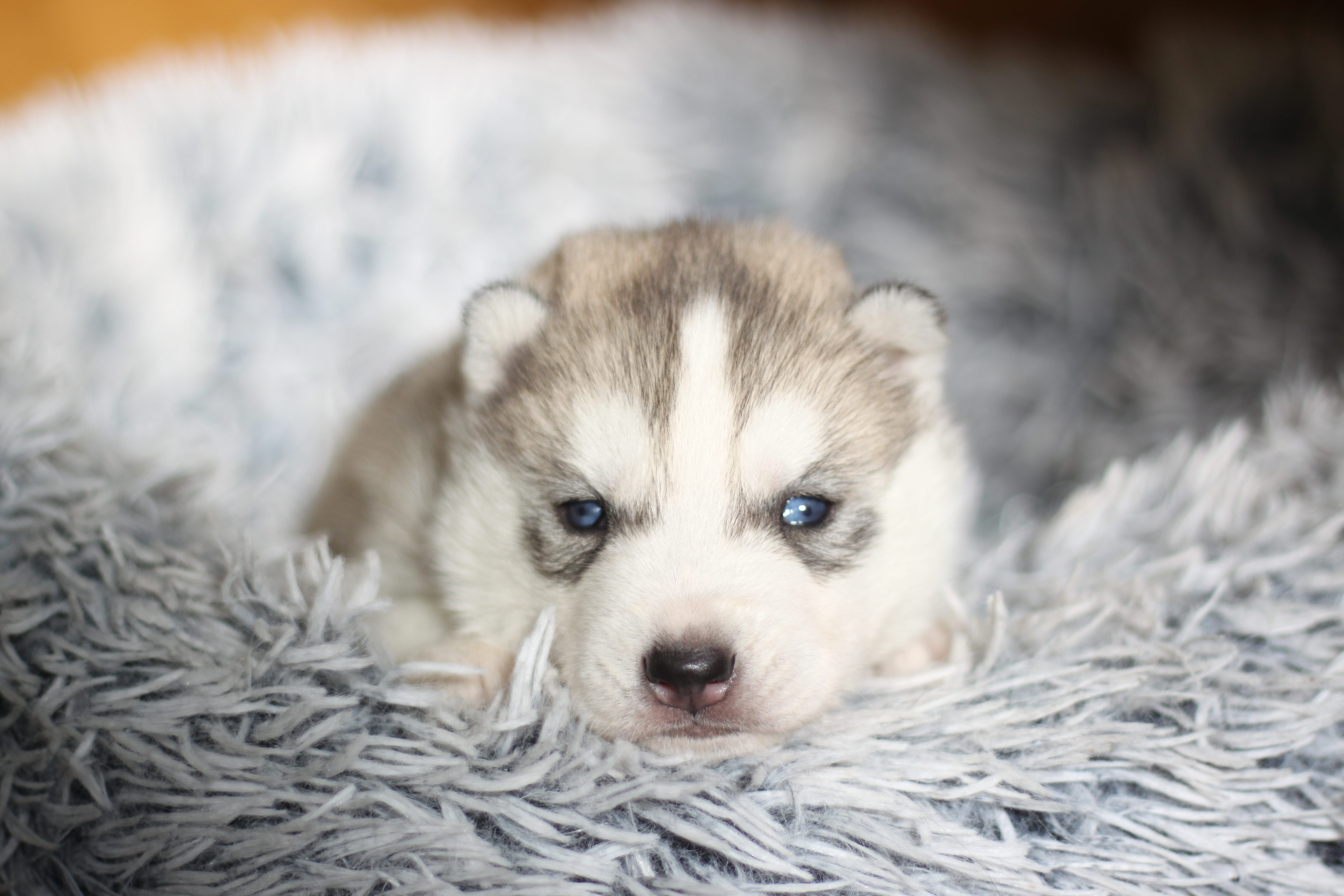 Naissance du 18 janvier 2026