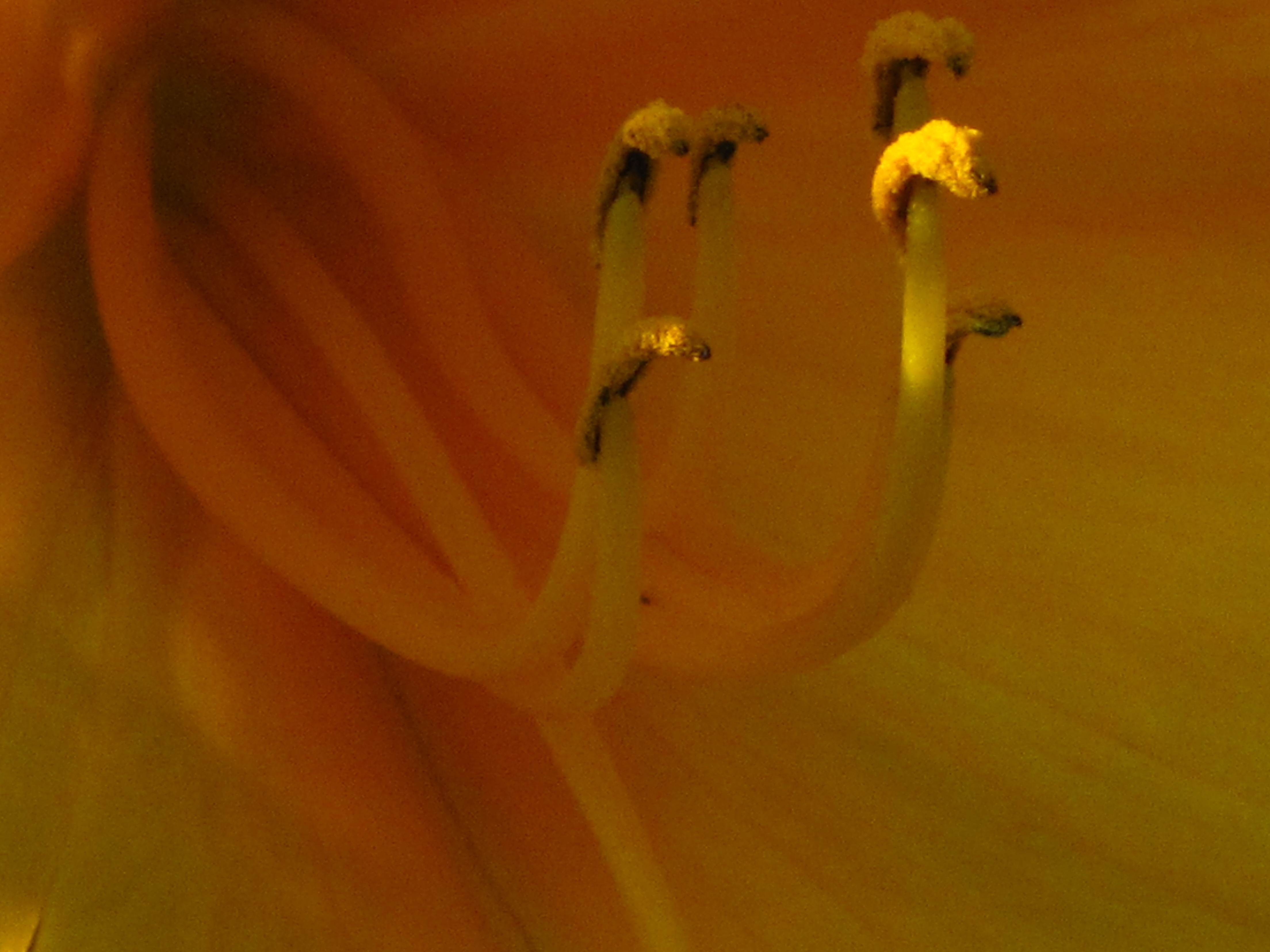 Coeur des fleurs 1