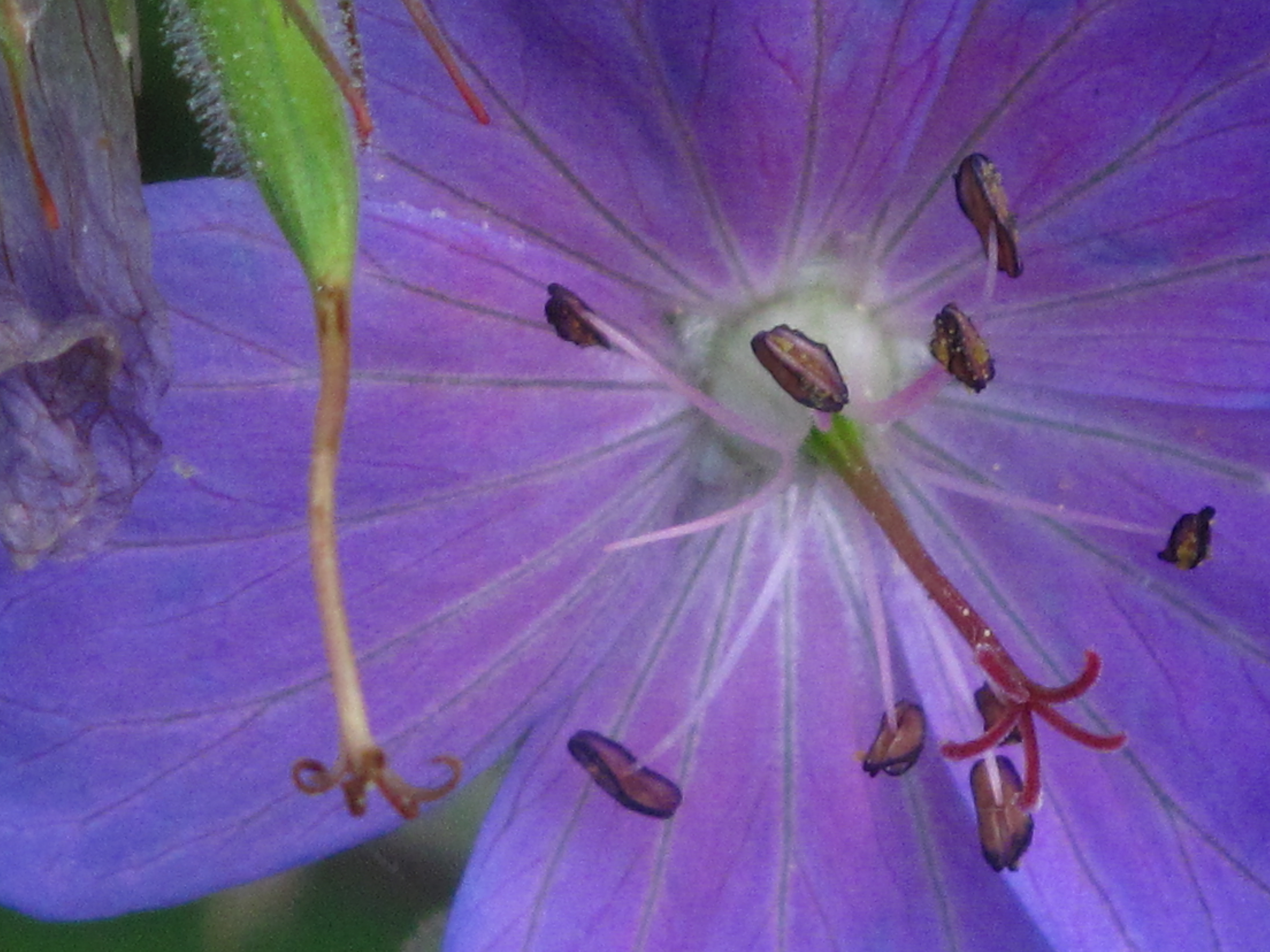 Coeur de fleur 3
