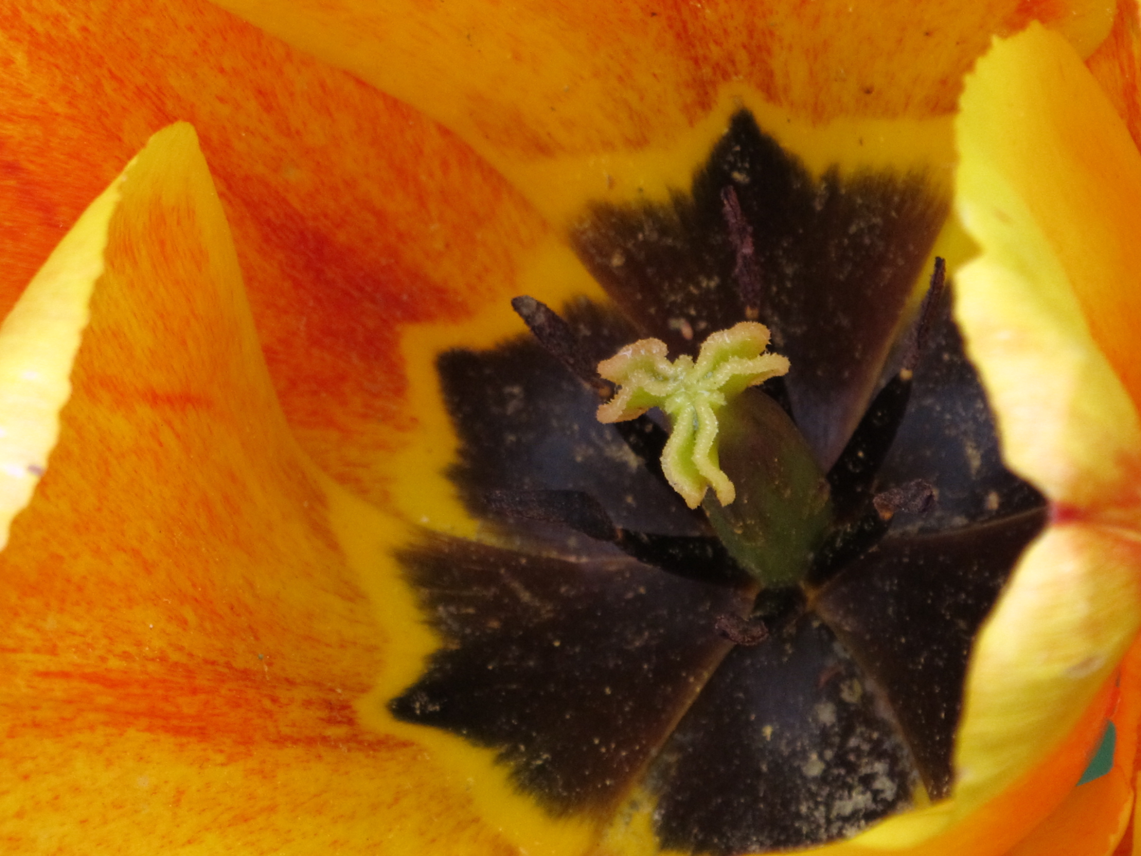 Coeur des fleurs 5