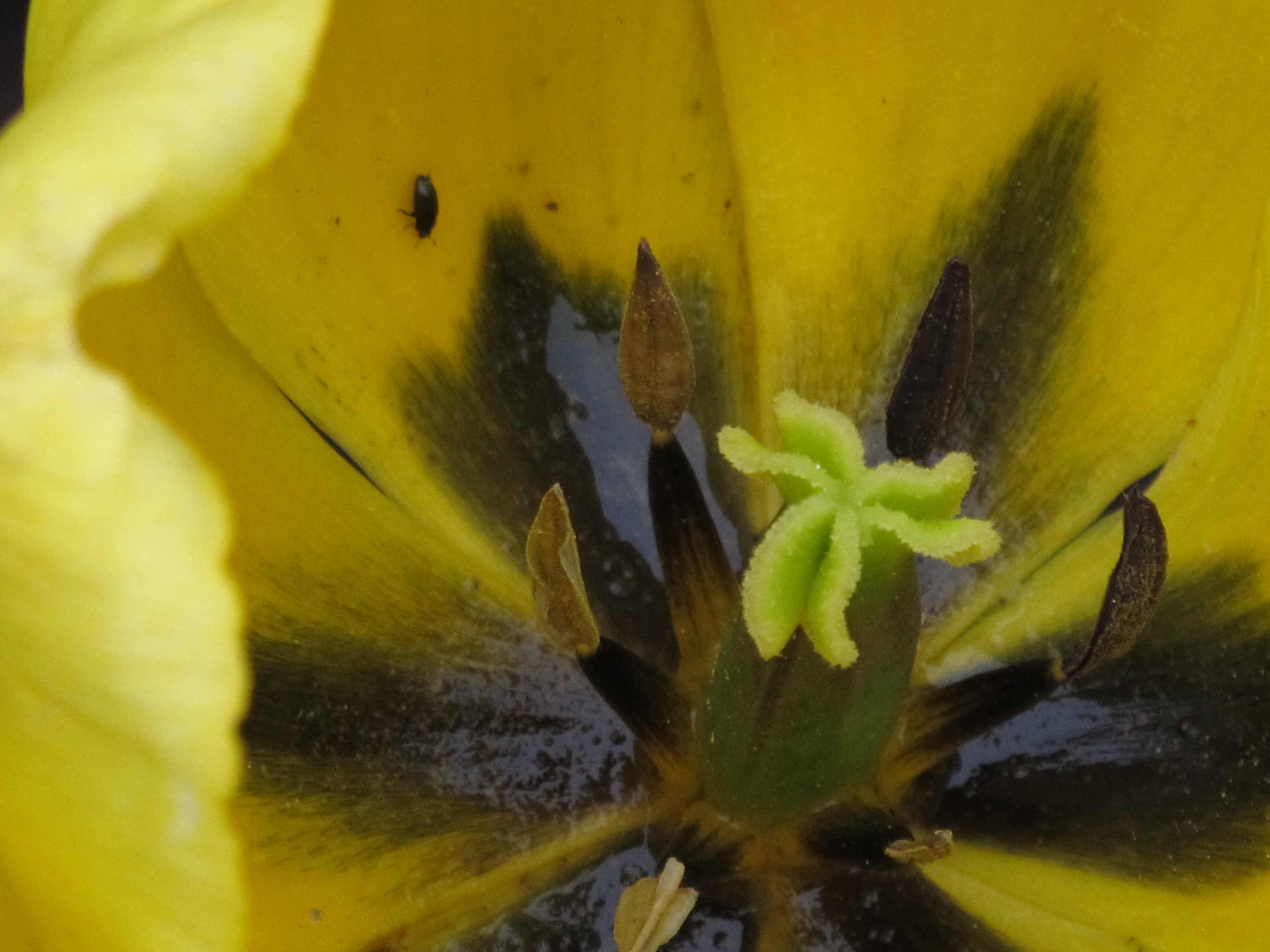 Coeur des fleurs 6