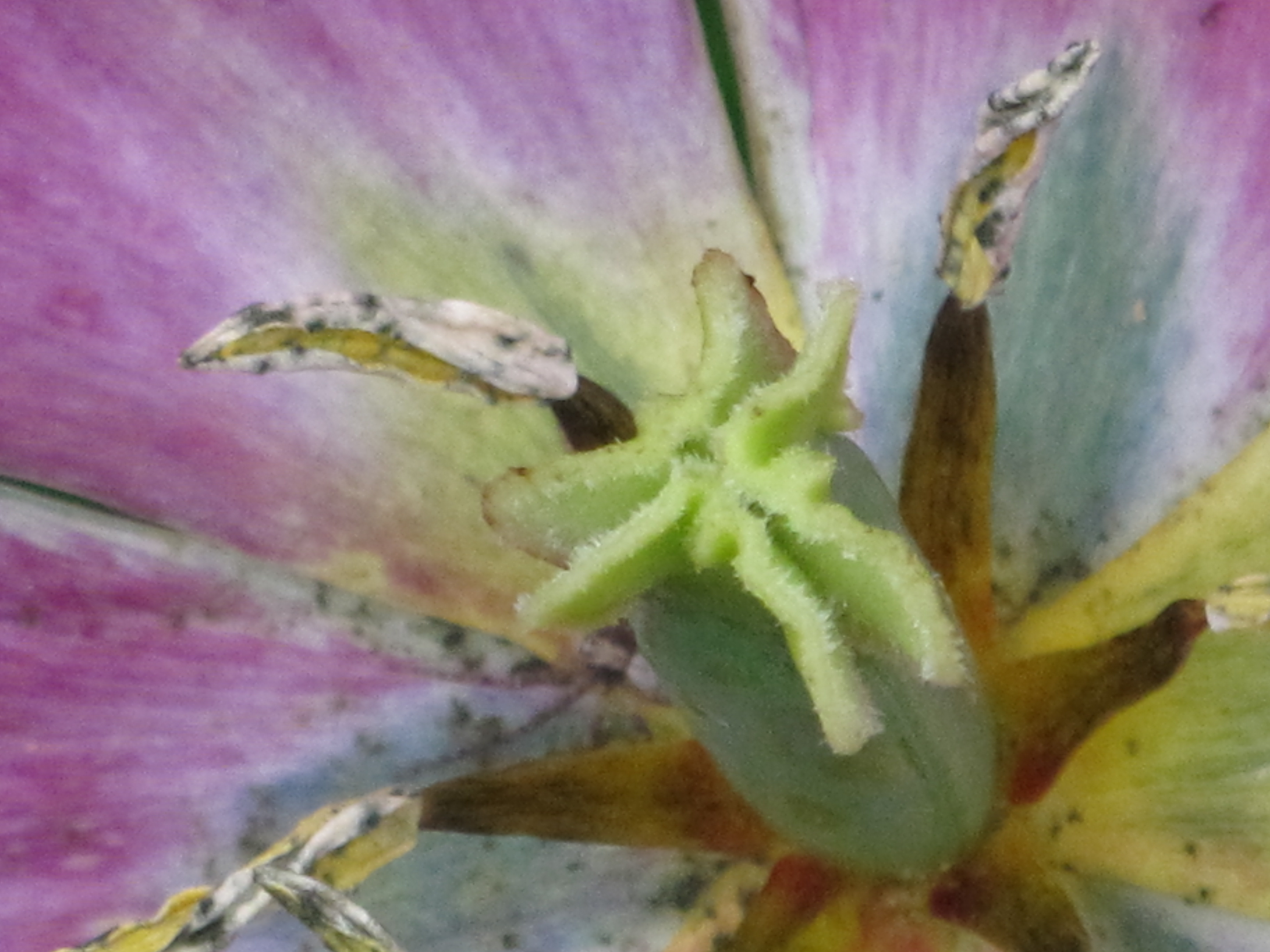 Coeur de fleur 7