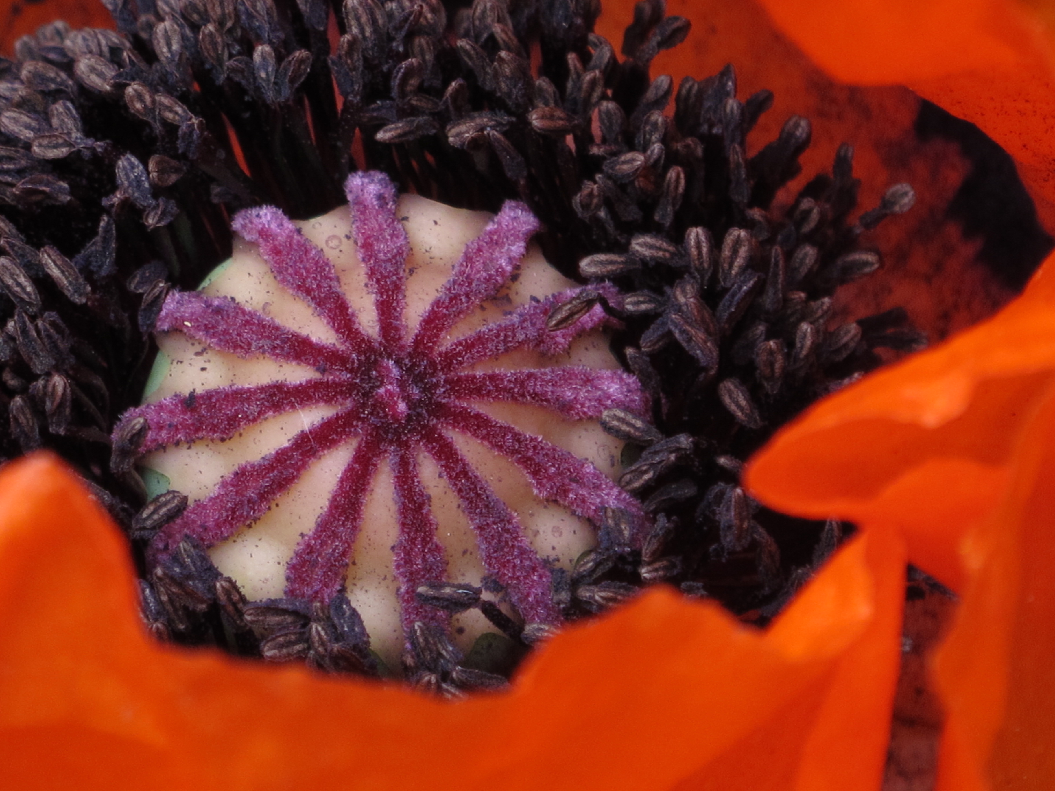 Coeur de fleur 9