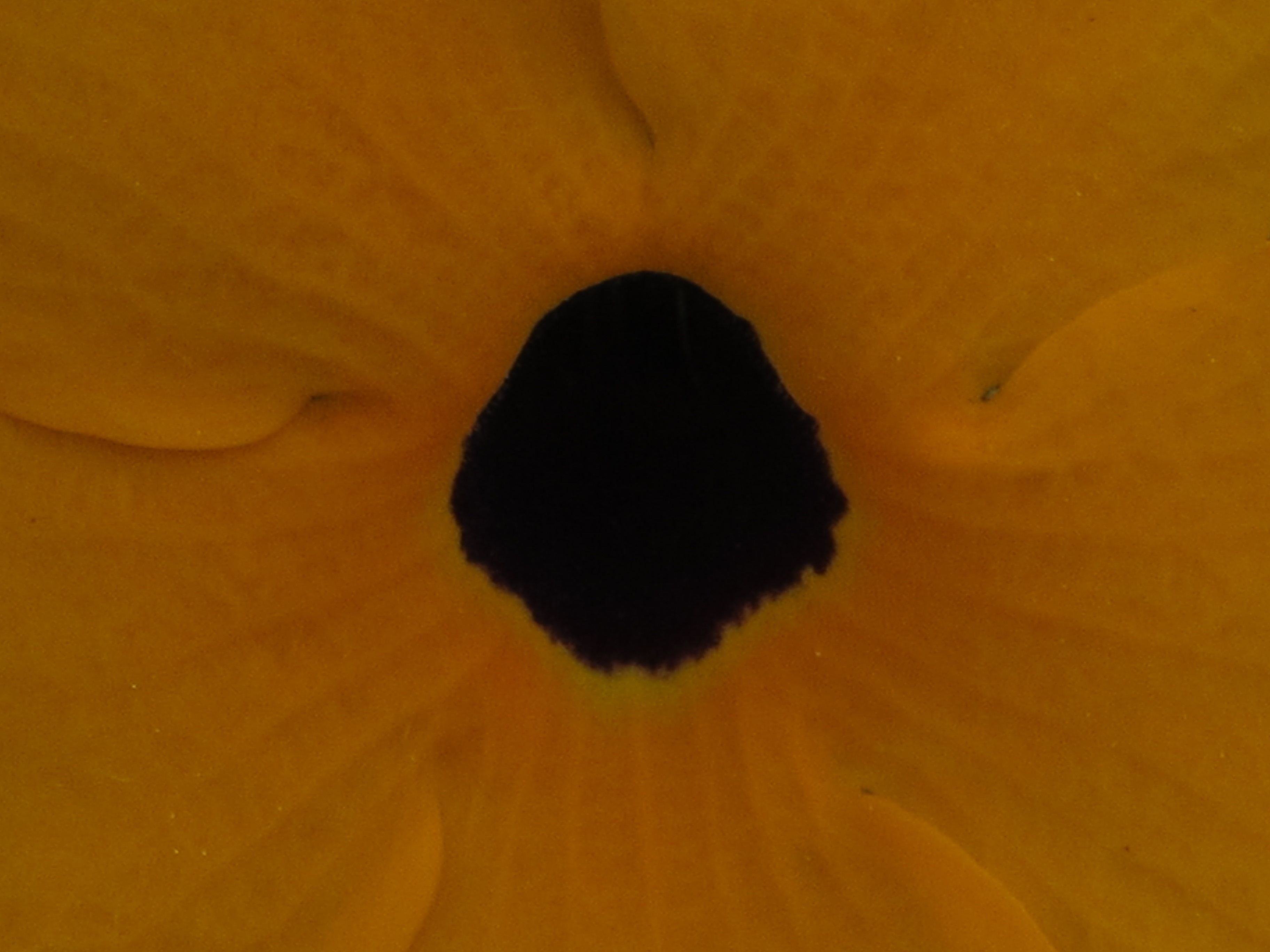 Coeur de fleur 11