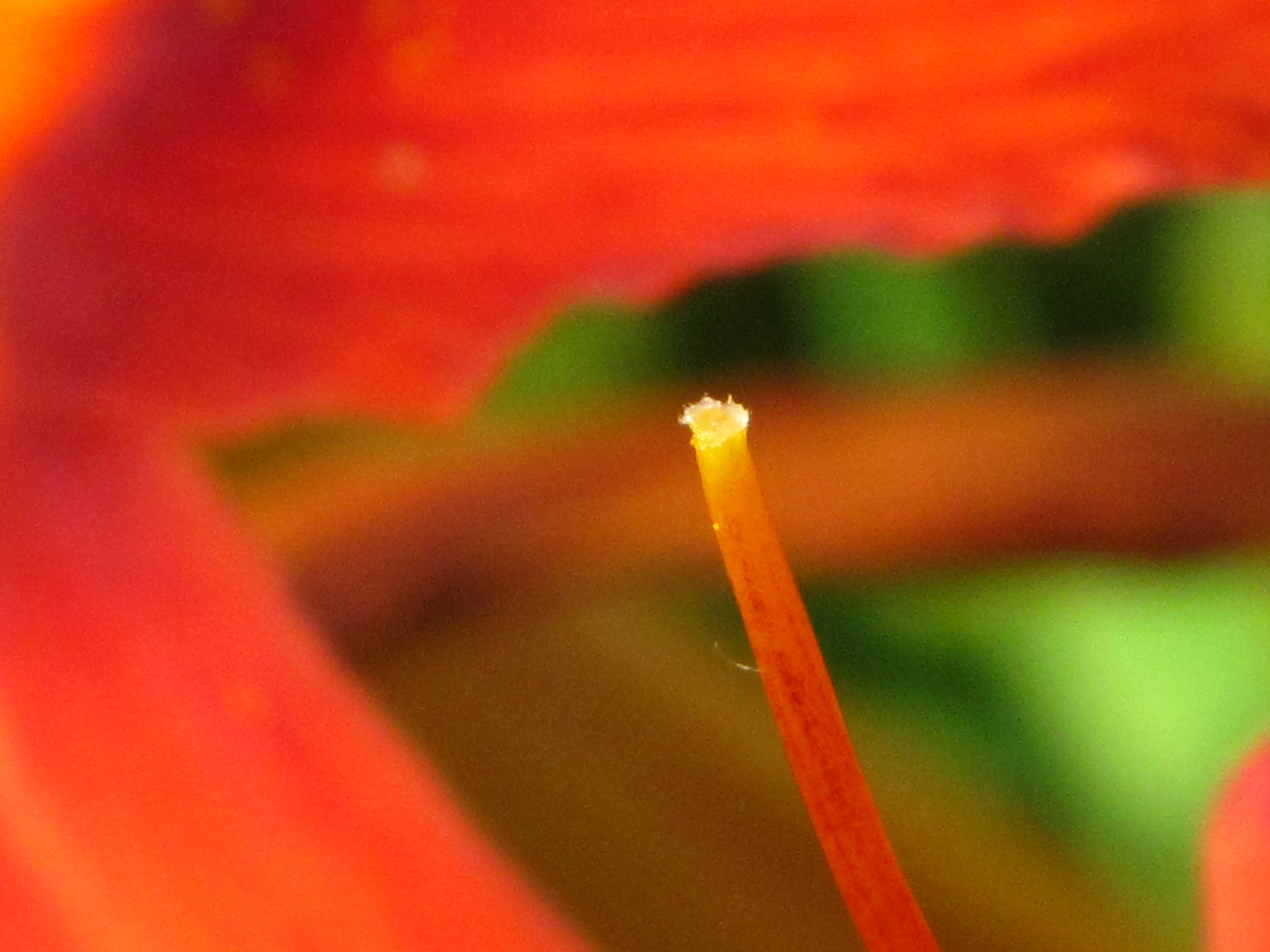 Coeur de fleur 18