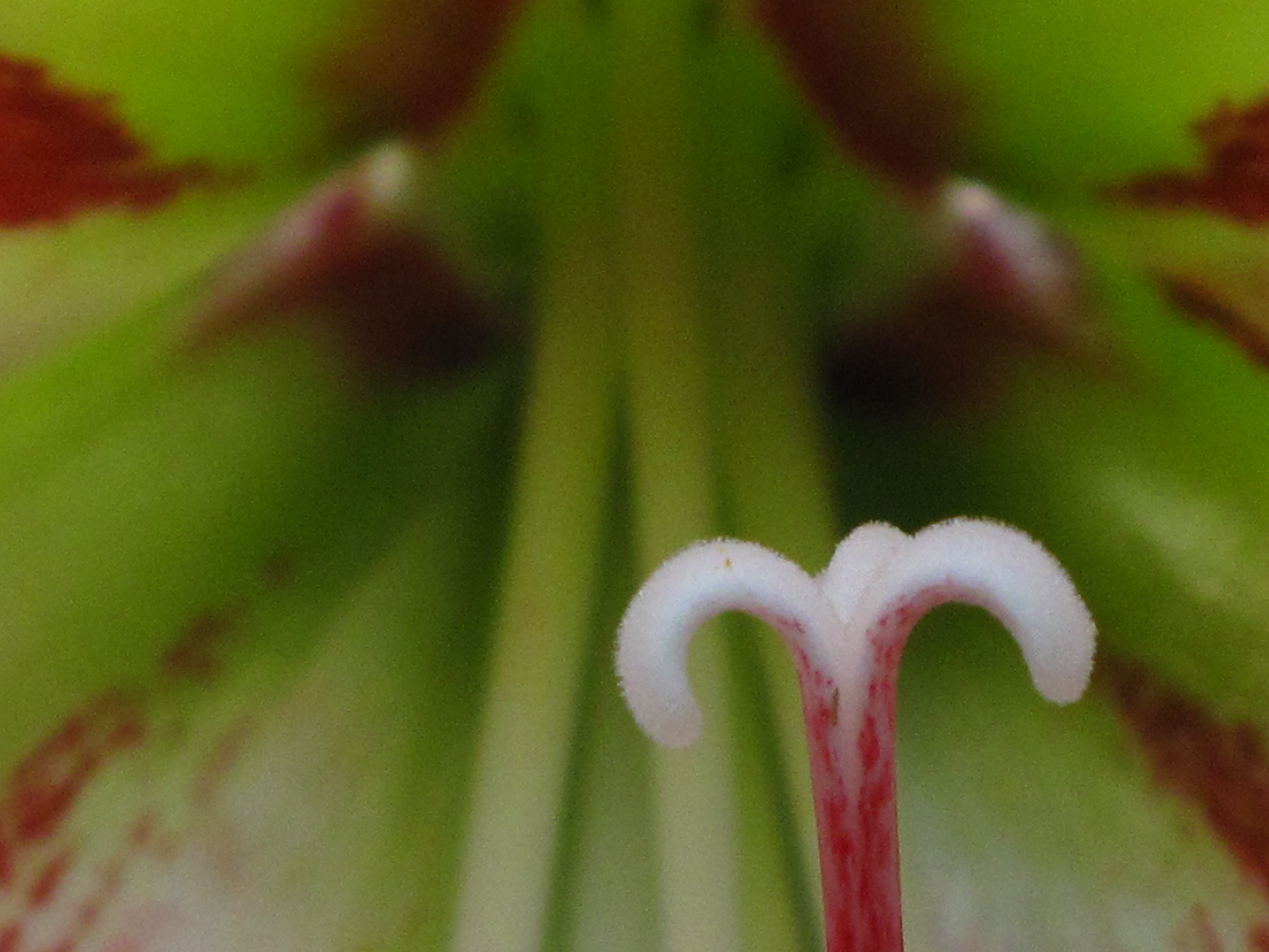 Coeur de fleur 19