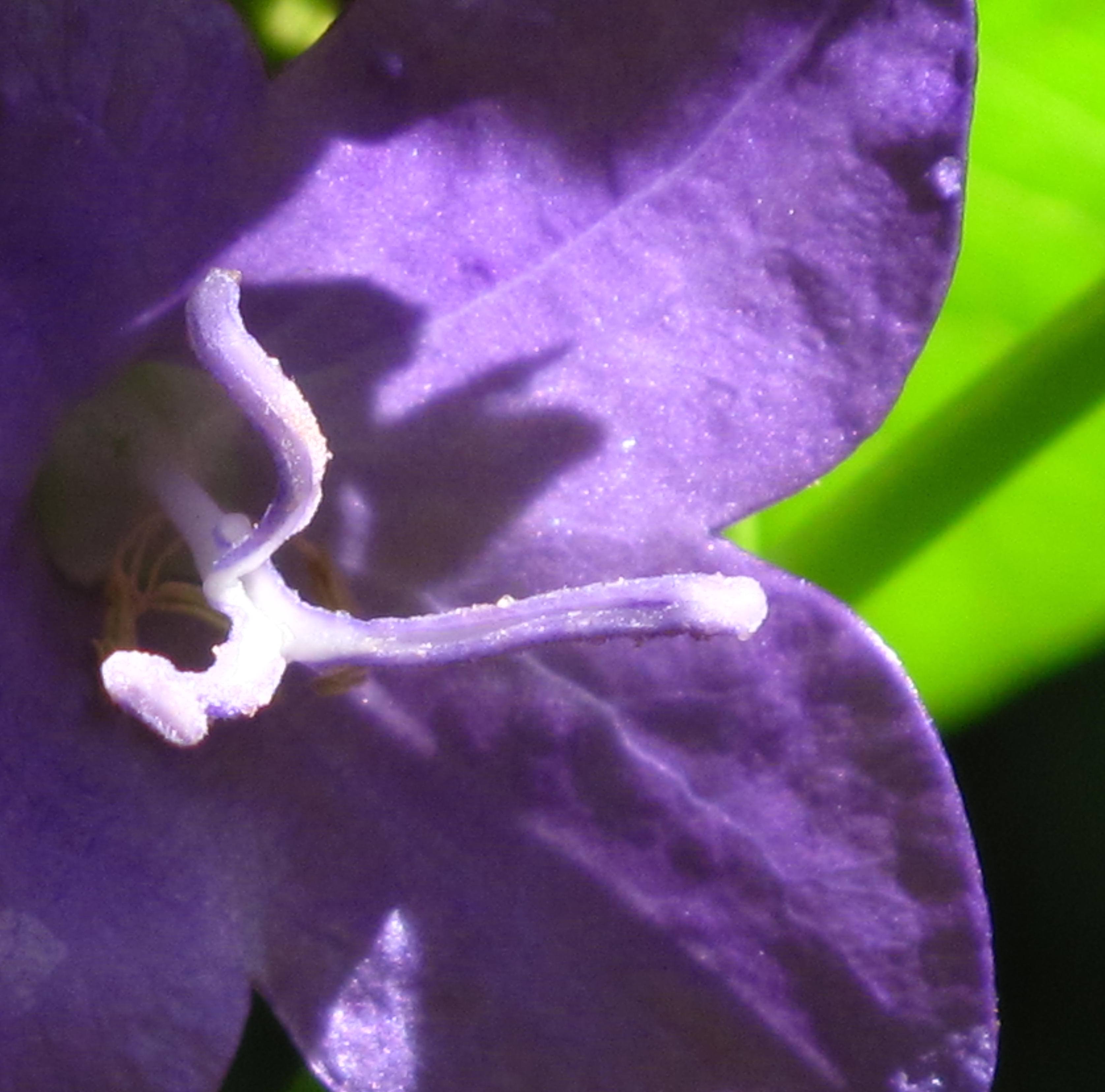 Coeur de fleur fin