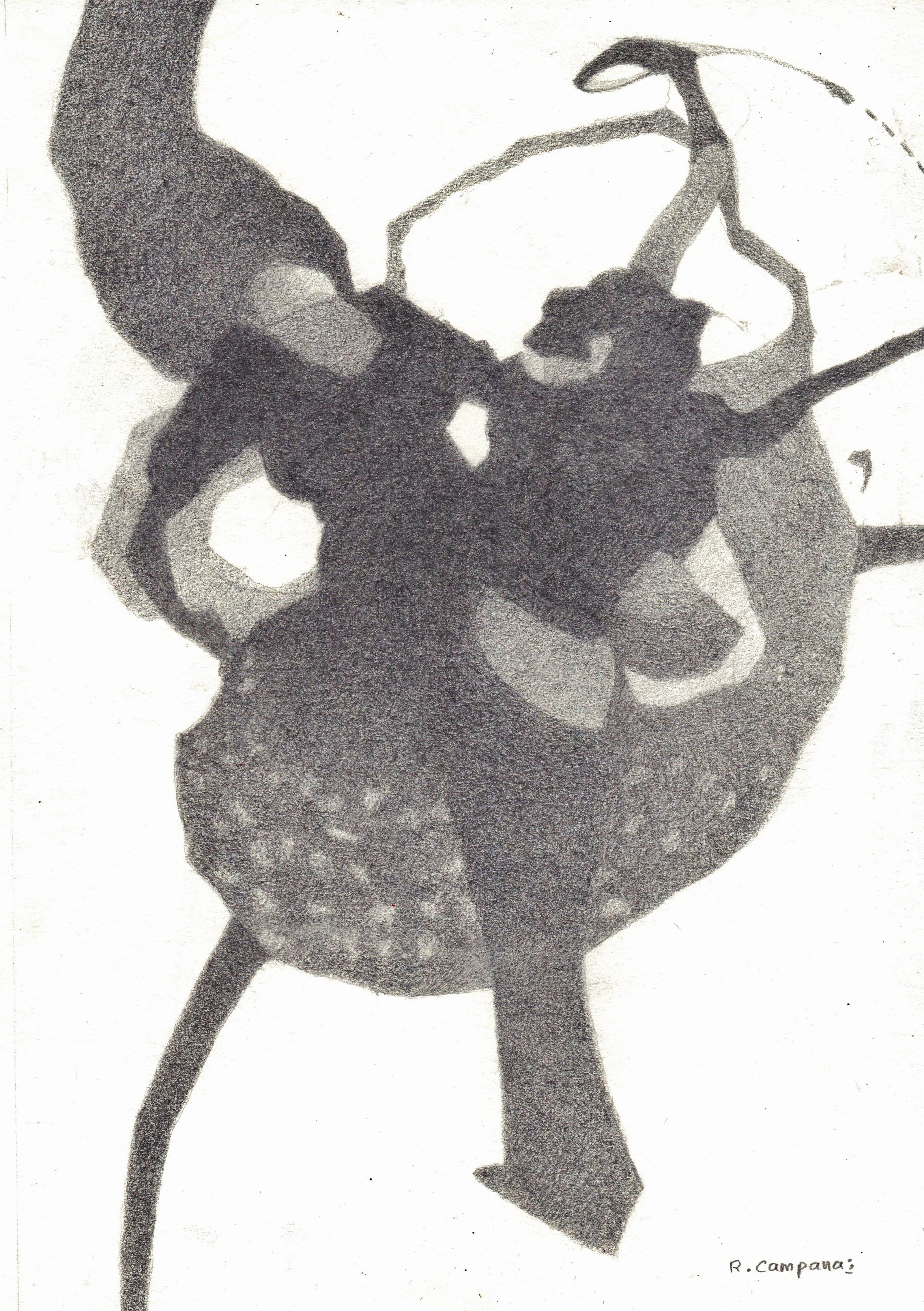 Flamenco 2 