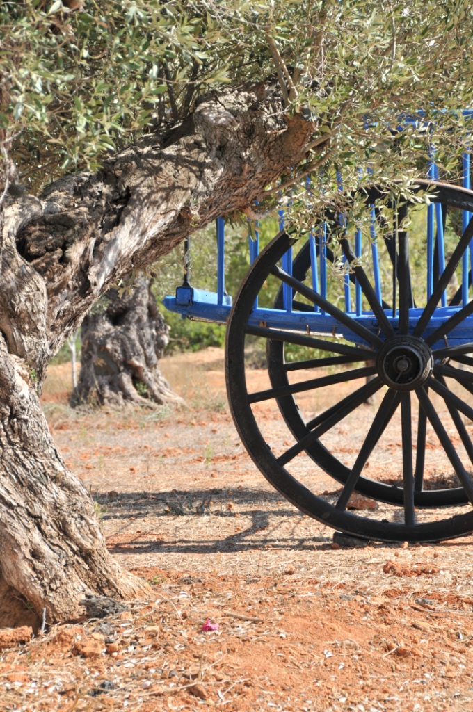 Centuries-old olive trees