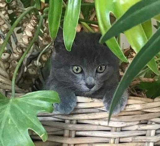 Rio