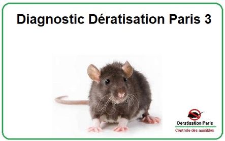 Diagnostic Dératisation Paris 3