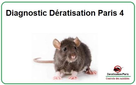 Diagnostic Dératisation Paris 4